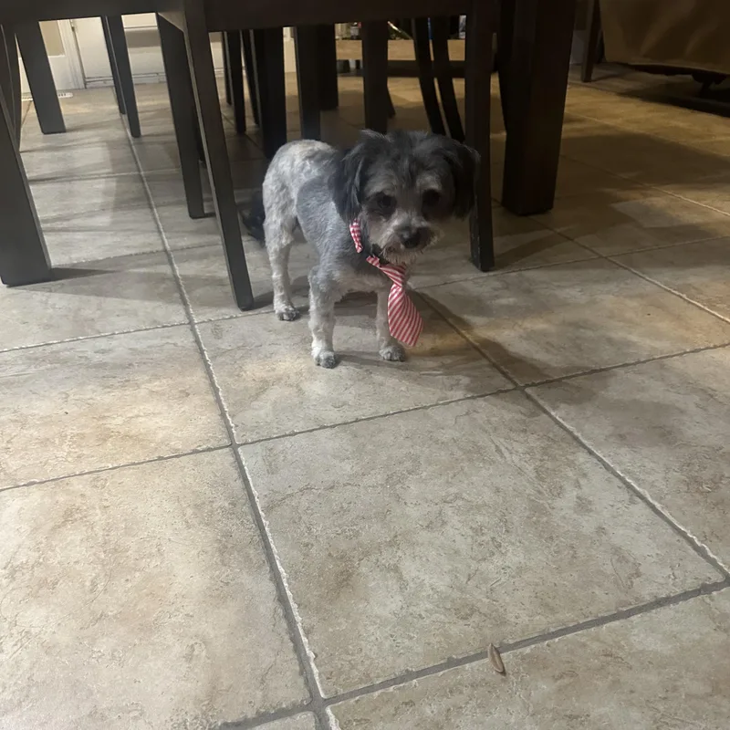 Panchito thumbnail 4