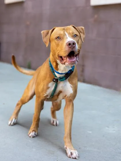 An adult large-sized male Mixed Breed dog named New York for adoption in Chamblee, GA