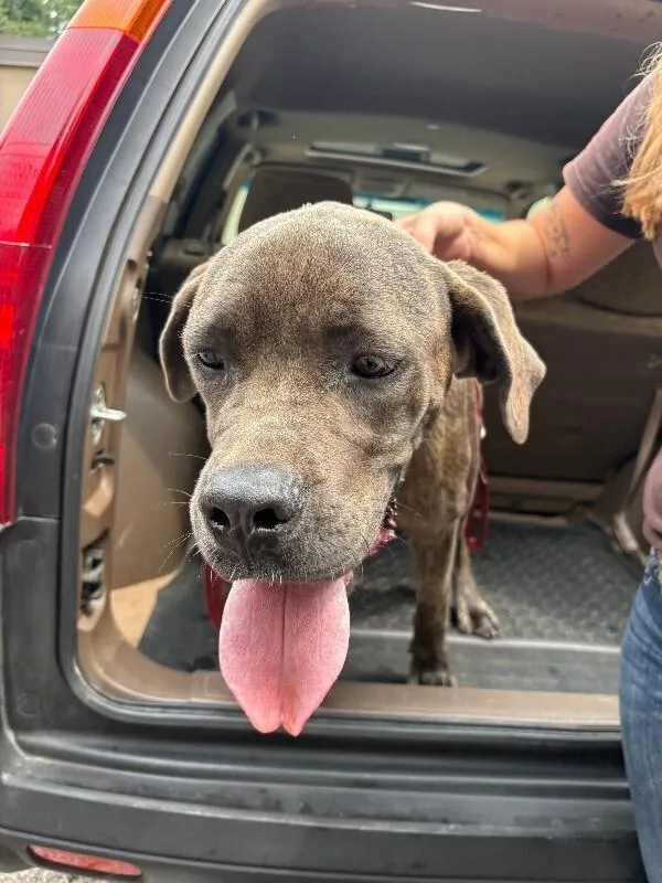A young large-sized male Gray / Blue / Silver Mixed Breed dog named Library Boy for adoption in Cincinnati, OH