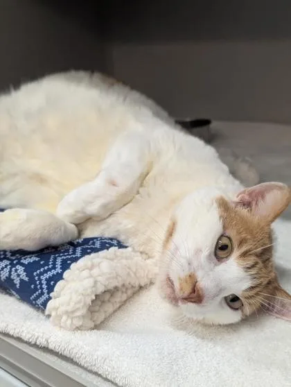 An adult medium-sized male Domestic Short Hair cat named Boy for adoption in Bensalem, PA