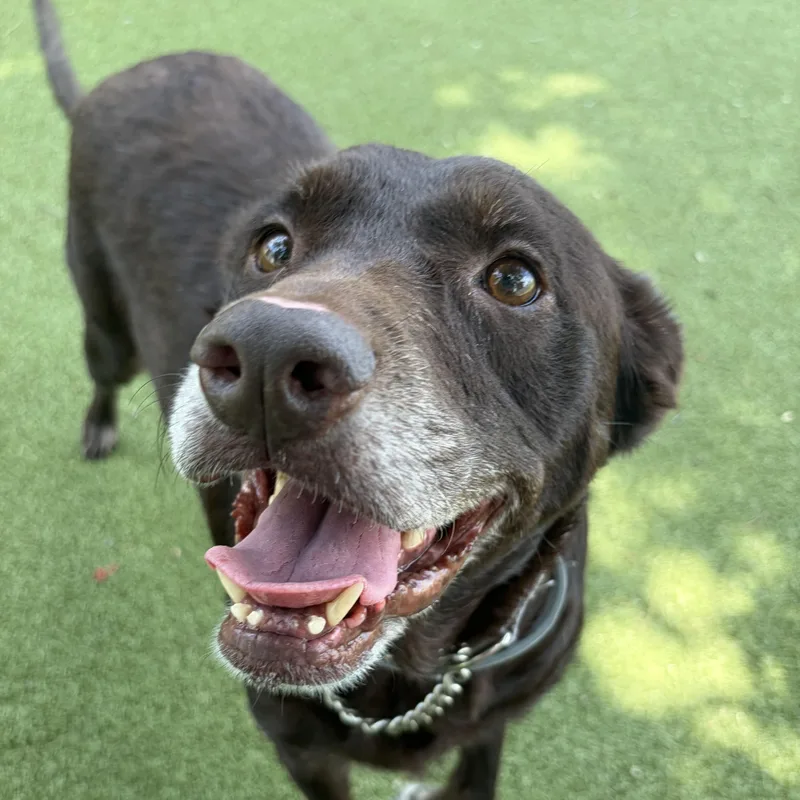 A senior medium-sized female Labrador Retriever dog named Coco for adoption in New Bedford, MA