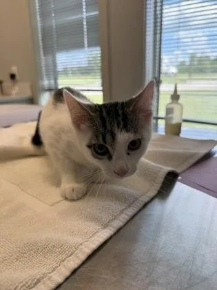 An adult medium-sized male Domestic Short Hair cat named Dusty for adoption in Lafayette, IN