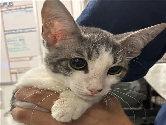 A baby small-sized male Domestic Short Hair cat named Hermes for adoption in Los Angeles, CA
