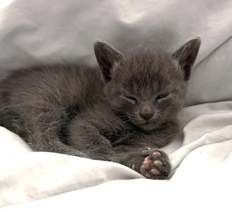 Misha thumbnail 2