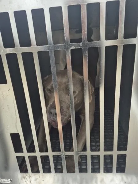 An adult large-sized male Pit Bull Terrier dog named Pen  Zeus Hw+ for adoption in Lawrenceville, GA
