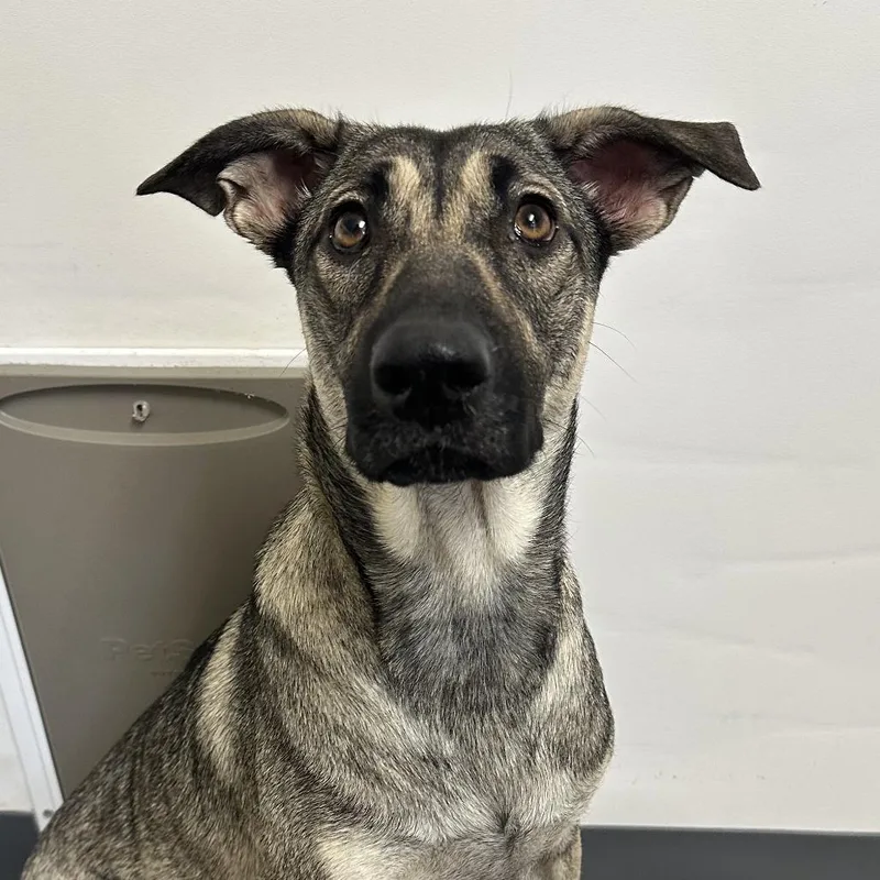 A young medium-sized female Yellow / Tan / Blond / Fawn Shepherd dog named Chaka for adoption in Yucaipa, CA