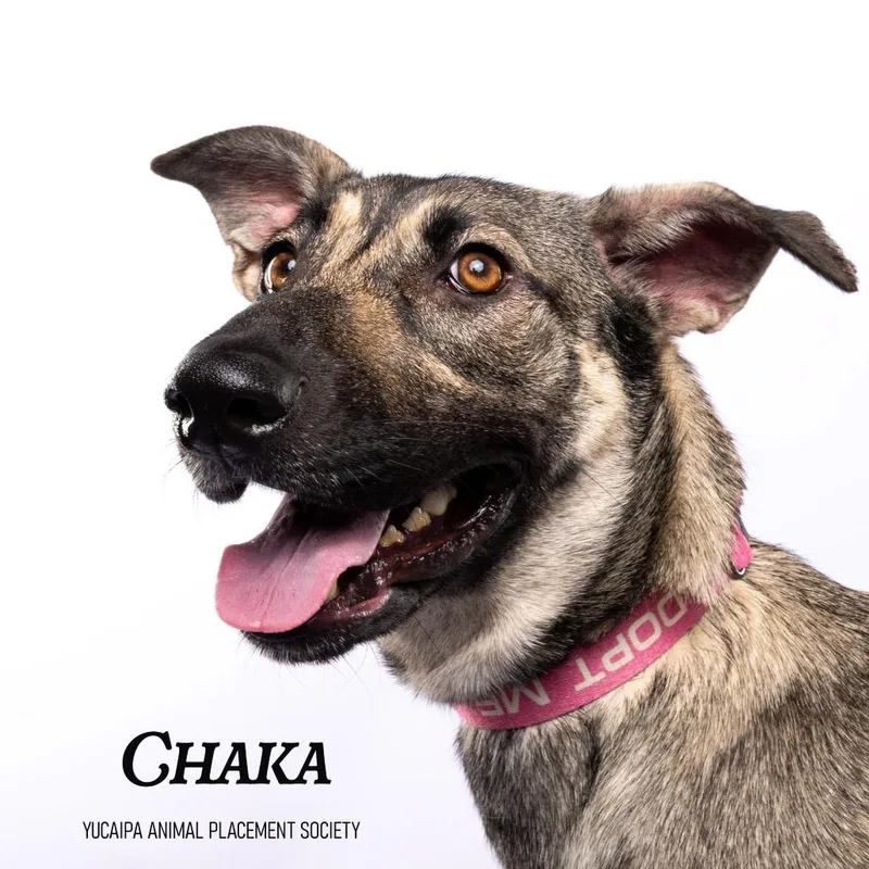 Chaka thumbnail 2