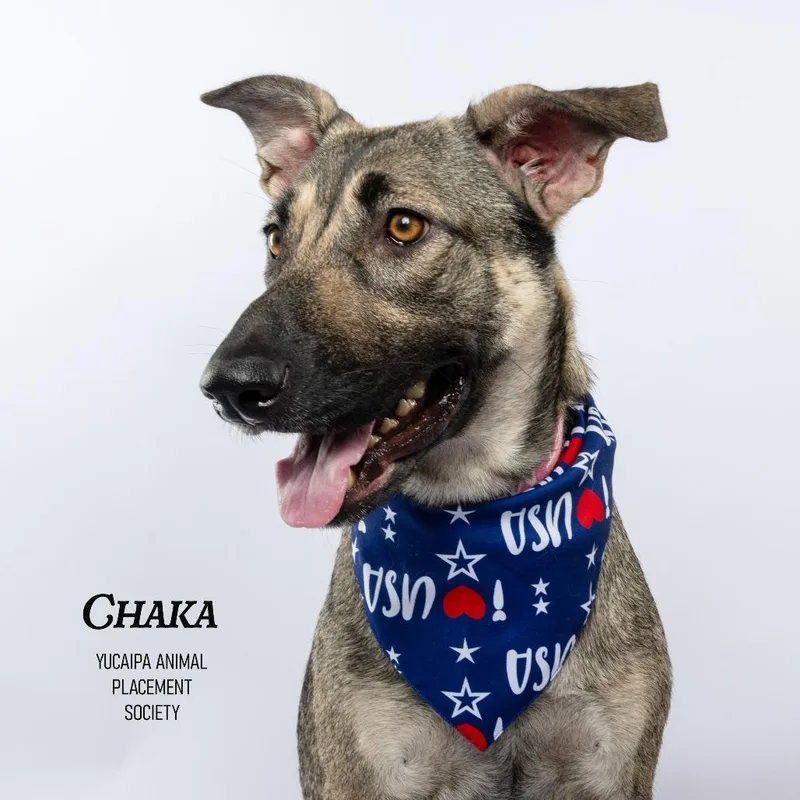 Chaka thumbnail 3