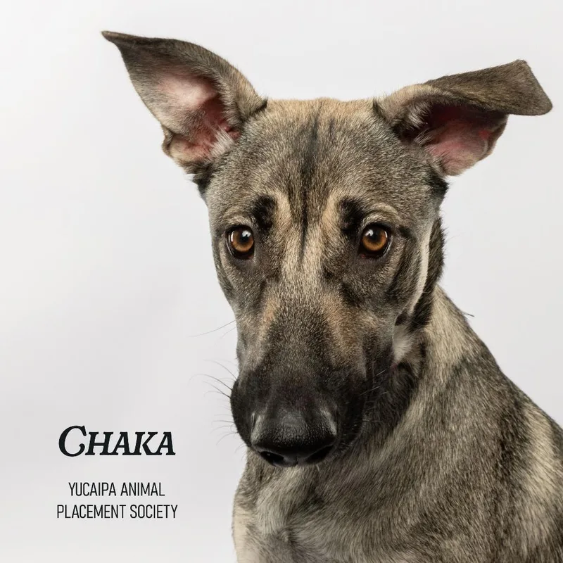 Chaka thumbnail 4