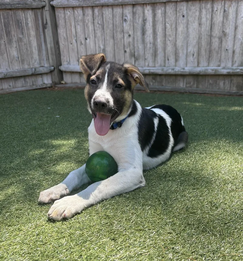 A baby medium-sized male Mixed Breed dog named Stubz for adoption in Pembroke, MA