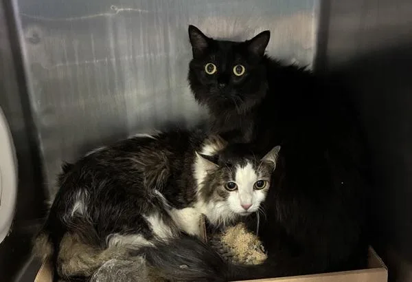 An adult large-sized male Domestic Long Hair cat named Tennessee for adoption in New York, NY