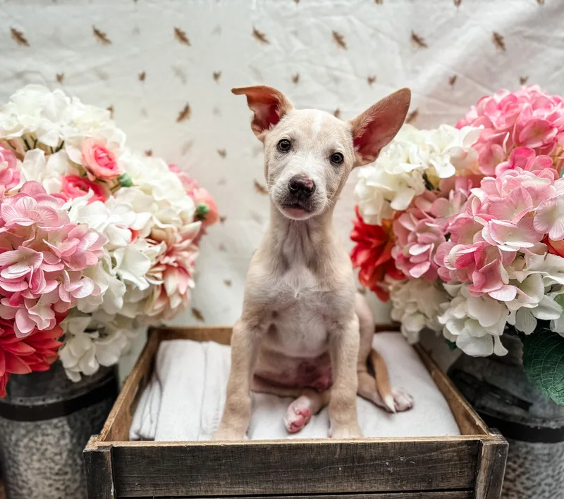 A baby medium-sized male Merle (Blue) Australian Shepherd dog named Cash for adoption in Newberg, OR