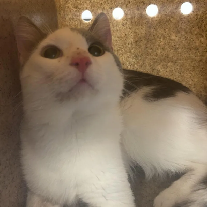 An adult medium-sized male White Domestic Short Hair cat named Smokey for adoption in Philadelphia, PA