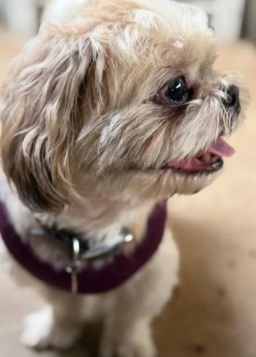 An adult small-sized male Shih Tzu dog named Chato for adoption in San Diego, CA