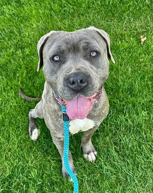 A young large-sized male Pit Bull Terrier dog named Zachary for adoption in Sacramento, CA