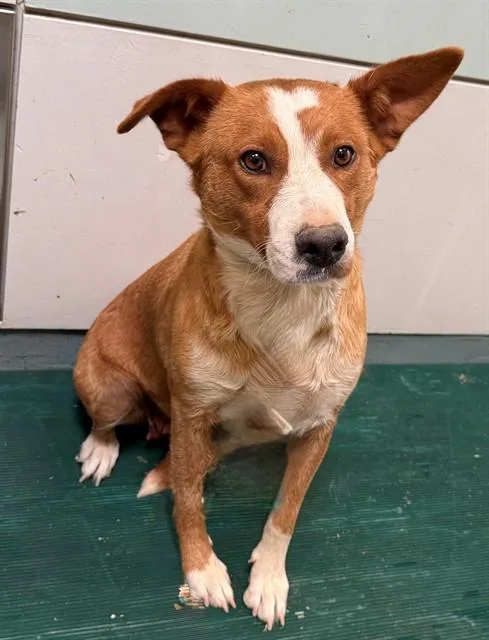 An adult large-sized female Australian Shepherd dog named Mom for adoption in Lancaster, CA