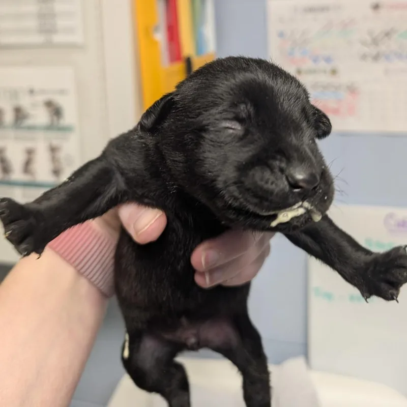 A baby medium-sized male Black Mixed Breed dog named Yoshi for adoption in DeKalb, IL
