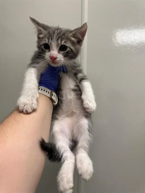 A baby small-sized male Domestic Short Hair cat named Churro for adoption in Ontario, CA