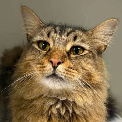 An adult medium-sized male Domestic Long Hair cat named Francis Cohasset for adoption in Hudson, MA