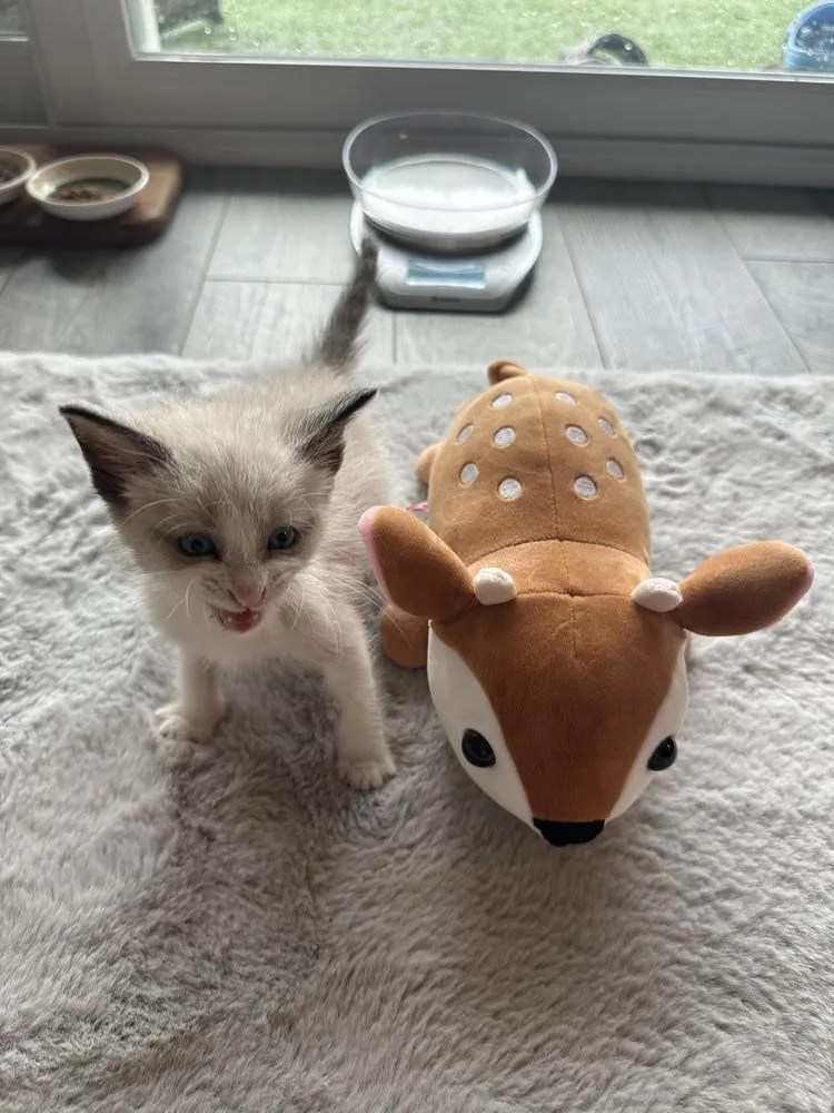 Gizmo