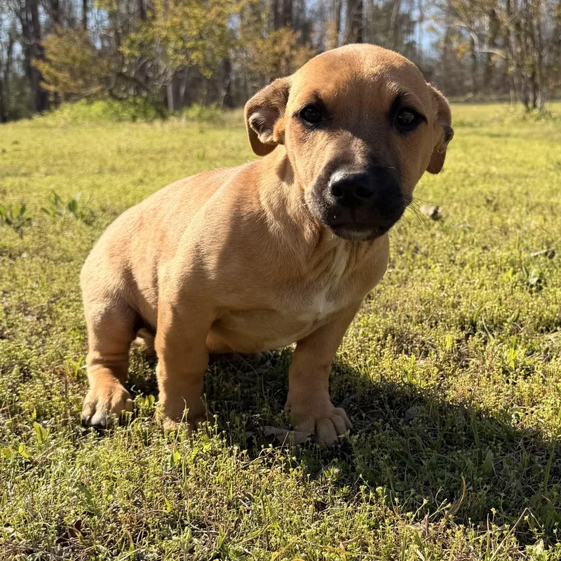 Lil’ Toosie thumbnail 4