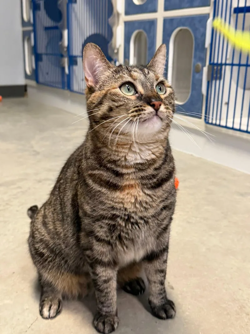 An adult medium-sized female Torbie Domestic Short Hair cat named Molly for adoption in Clinton, IL