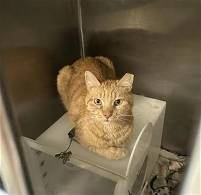 An adult large-sized male Domestic Short Hair cat named Junior for adoption in West Valley City, UT