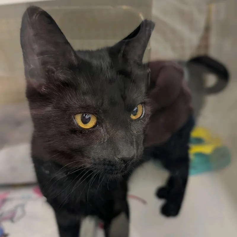 A baby medium-sized female Black Domestic Short Hair cat named Benza for adoption in Hamburg, NY