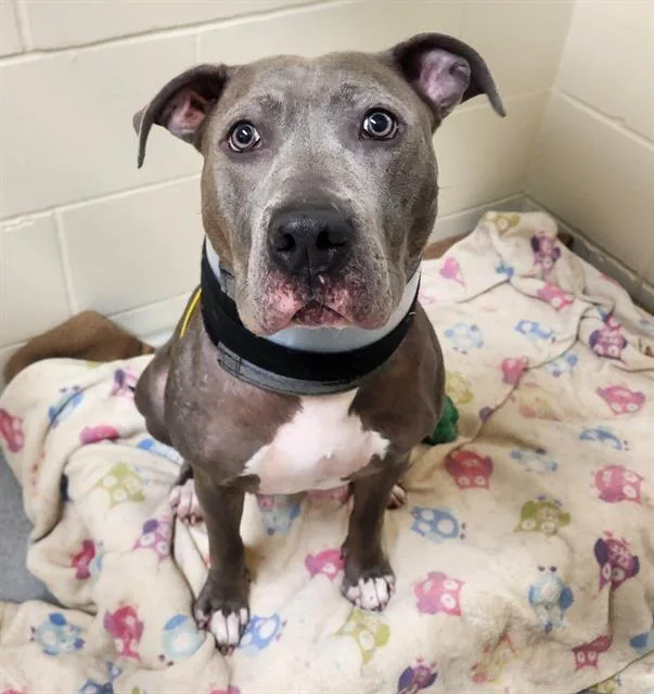 An adult medium-sized female Pit Bull Terrier dog named Trixie for adoption in Minneapolis, MN