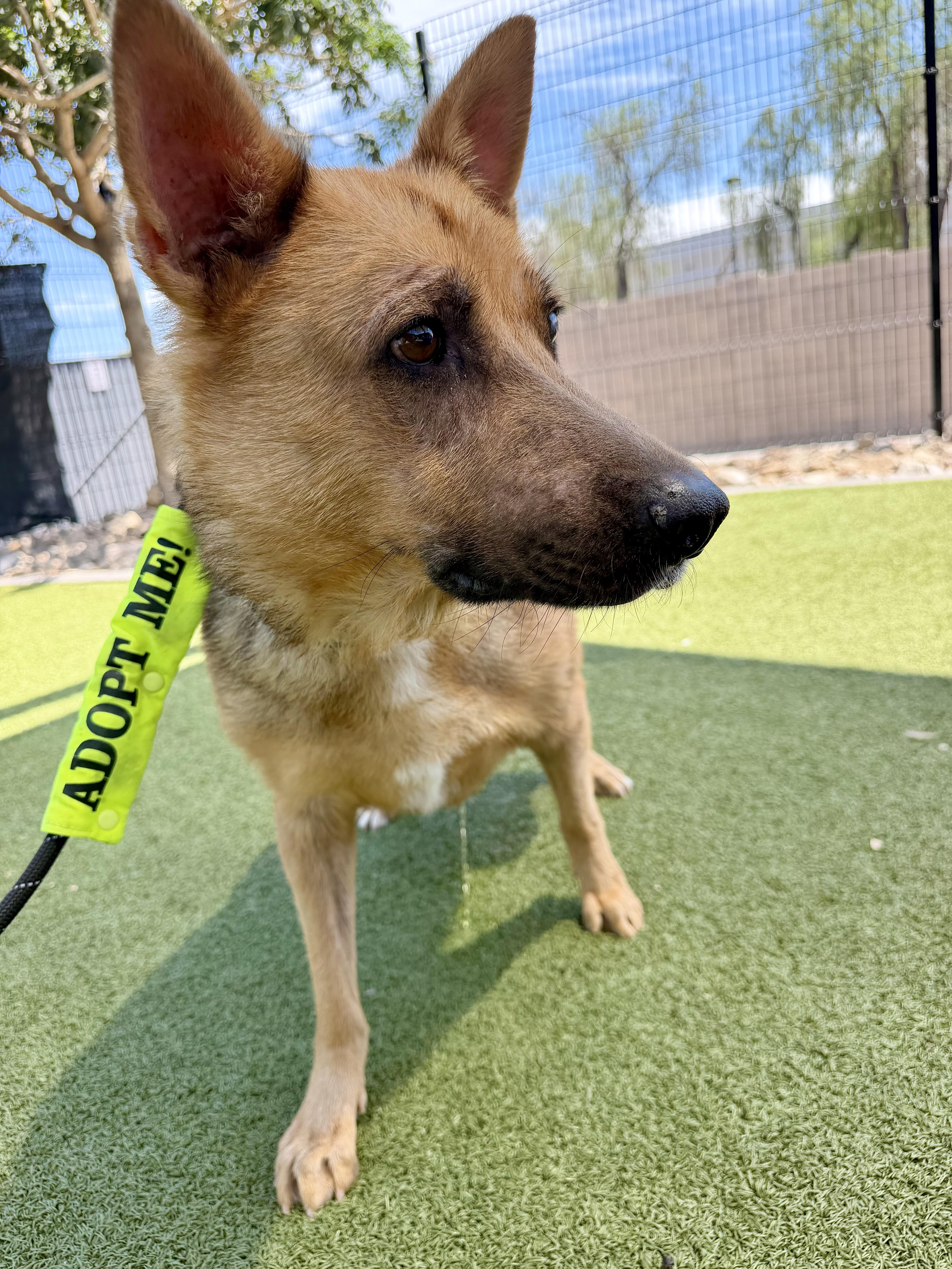 A senior large-sized male German Shepherd Dog dog named Chili for adoption in Chandler, AZ