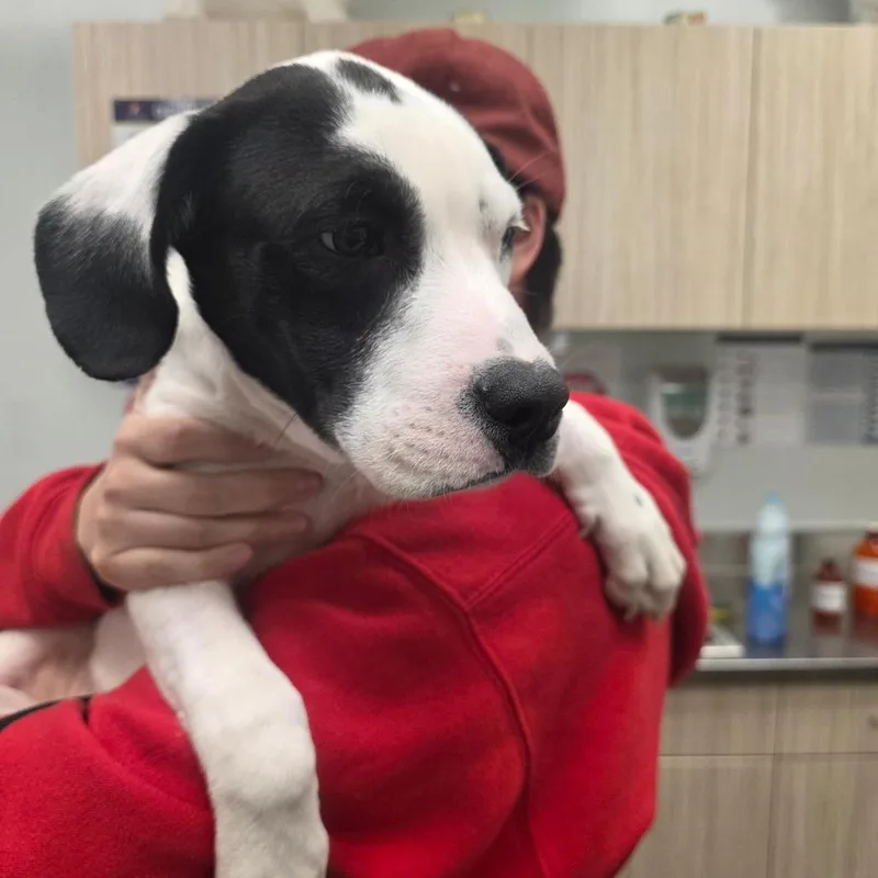 A baby small-sized male White / Cream Labrador Retriever dog named Moon for adoption in Chattanooga, TN