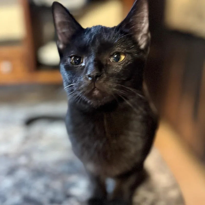 An adult small-sized female Black Domestic Short Hair cat named Cotton Belle for adoption in Rochester, MN