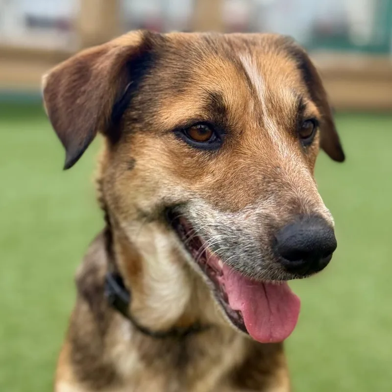 Clarabelle thumbnail 5