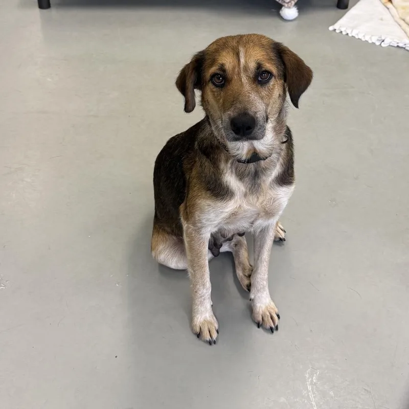 Clarabelle thumbnail 6