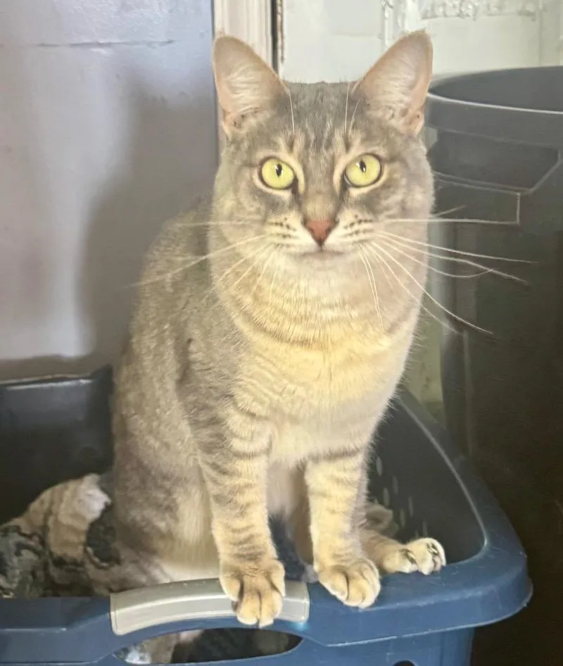 A young small-sized female Domestic Short Hair cat named Alissa for adoption in Pine Grove, PA