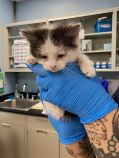 A baby small-sized male Domestic Short Hair cat named Chips Ahoy for adoption in Santa Rosa, CA