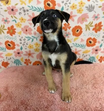 A baby large-sized male Labrador Retriever dog named Mischa for adoption in Houston, TX