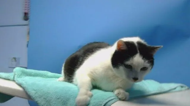 An adult medium-sized female Domestic Short Hair cat named Gizmo for adoption in Gardena, CA