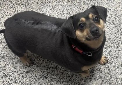 An adult small-sized female Chihuahua dog named Rocky for adoption in West Chester, PA