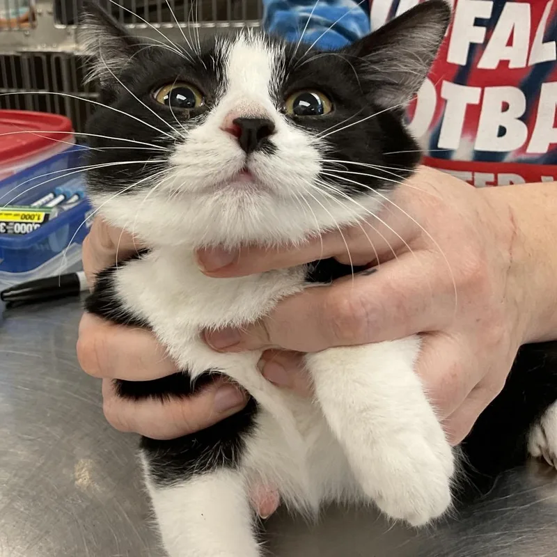 A baby small-sized female Black Domestic Short Hair cat named Kayla for adoption in Hamburg, NY