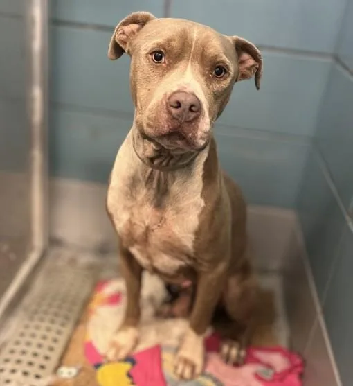A young large-sized male Staffordshire Bull Terrier dog named Houston for adoption in Houston, TX