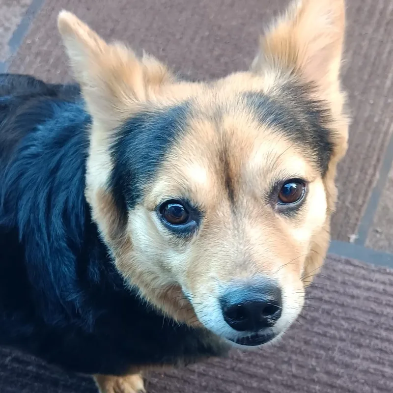 A senior medium-sized male Black Corgi dog named Taz for adoption in Carlin, NV