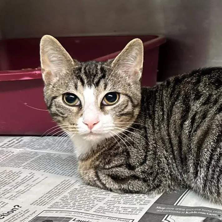 A young medium-sized male Brown / Chocolate Domestic Short Hair cat named Porpoise for adoption in Shinnston, WV