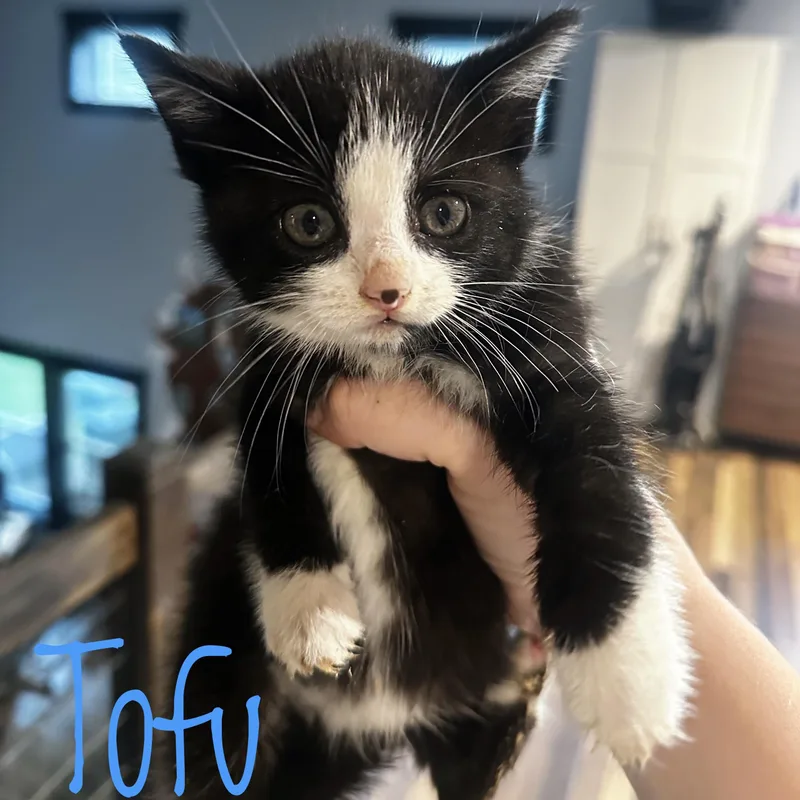 A baby medium-sized male Black Domestic Short Hair cat named Tofu for adoption in Bethel, OH