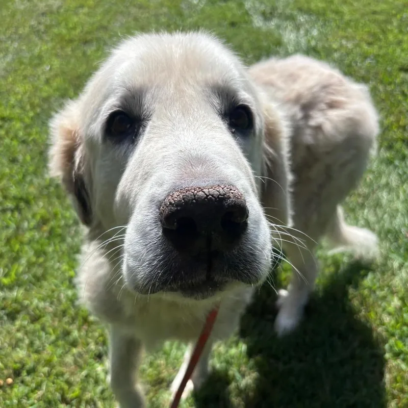 A senior large-sized female White / Cream Great Pyrenees dog named Juno for adoption in York, PA
