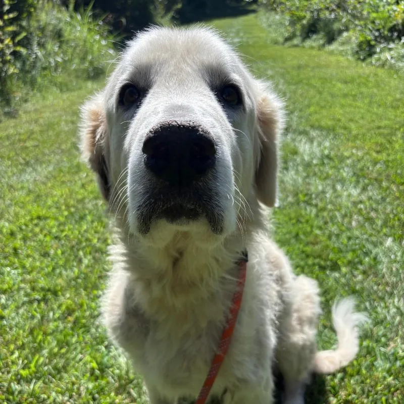 Juno thumbnail 3