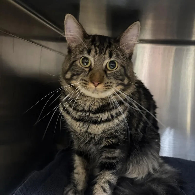 An adult medium-sized female Domestic Medium Hair cat named Cutie for adoption in Perkiomenville, PA