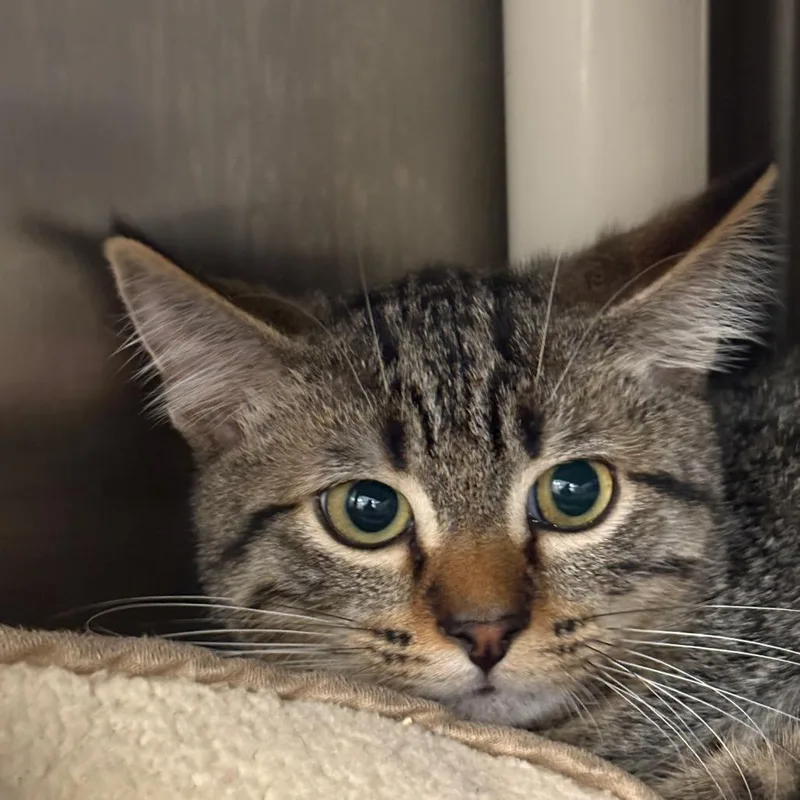 A baby small-sized male Brown / Chocolate Domestic Short Hair cat named Bodhi for adoption in West Palm Beach, FL