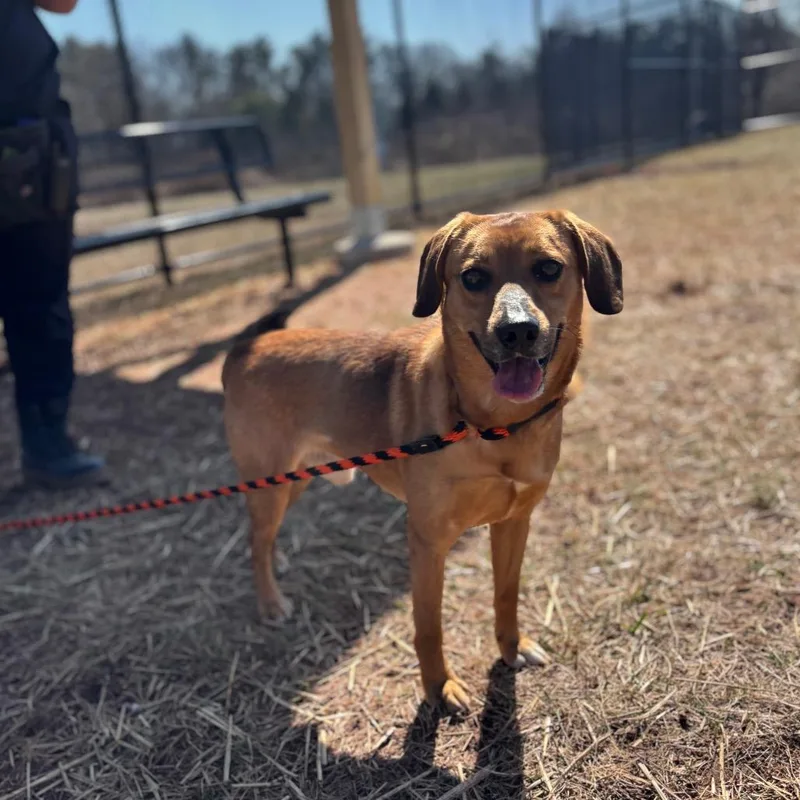 An adult medium-sized male Brown / Chocolate Beagle dog named Buster for adoption in York, PA