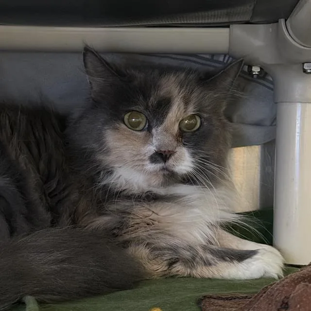 An adult small-sized female Domestic Medium Hair cat named Fizzy for adoption in Las Vegas, NV